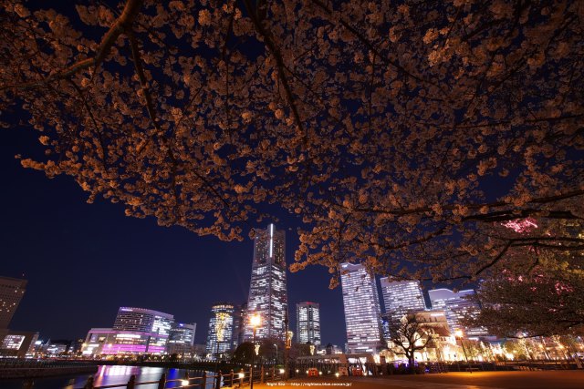 横浜夜桜