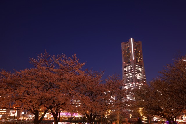 横浜夜桜2