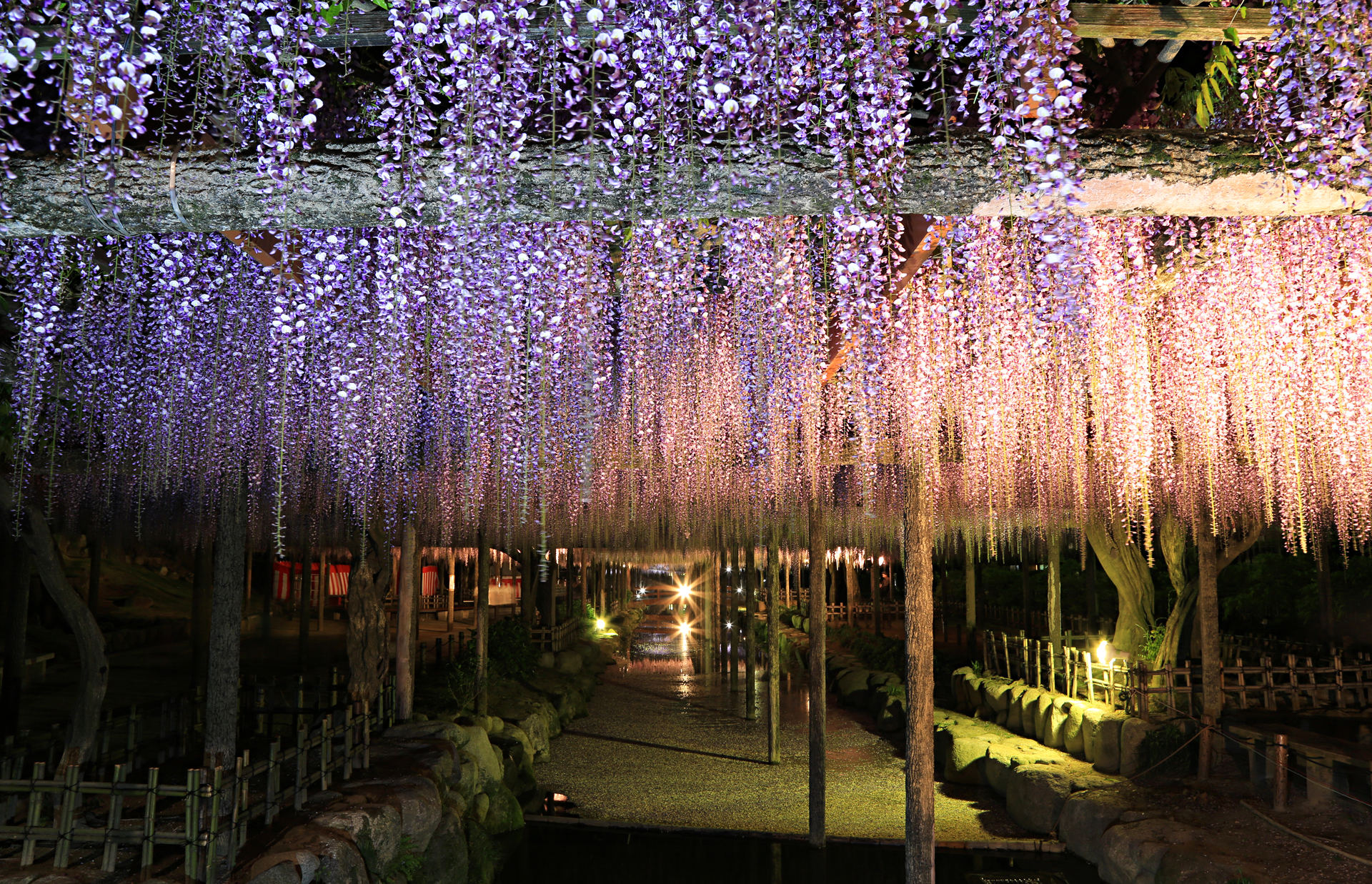 夜景 花火 イルミ 尾張津島藤まつりライトアップ 壁紙19x1237 壁紙館