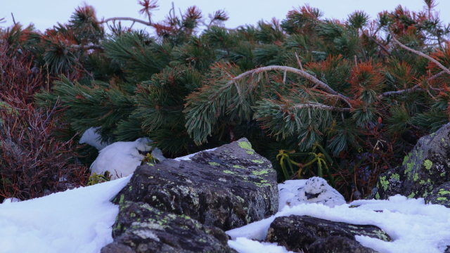 立山の白雷鳥5