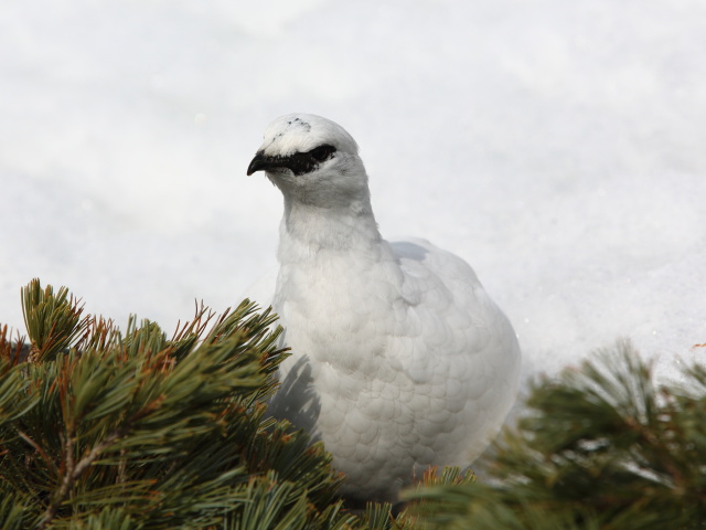 立山の白雷鳥7