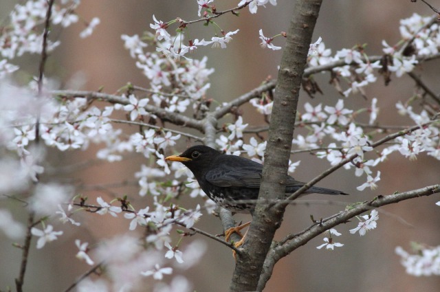 桜&クロツグミ