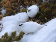 立山の白雷鳥12