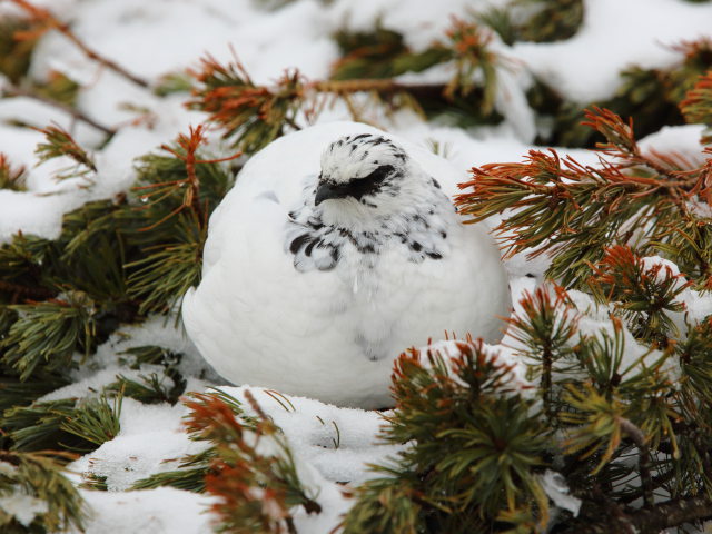 立山の白雷鳥14