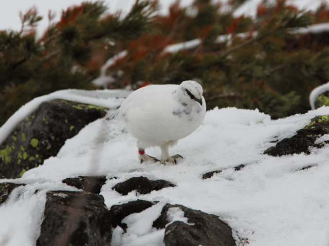 立山の白雷鳥15