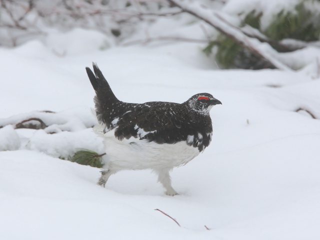 燕岳の雄雷鳥