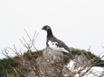 燕山荘の雄雷鳥