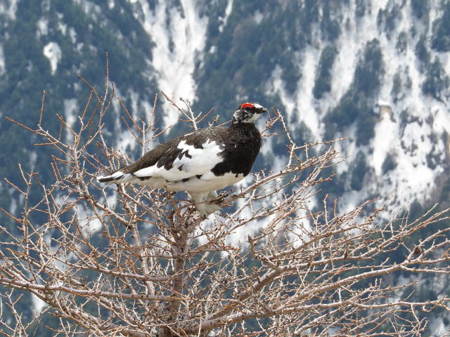 燕山荘の雄雷鳥2