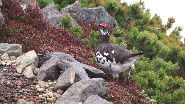 摩利支天の雄雷鳥2