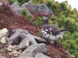 摩利支天の雄雷鳥2