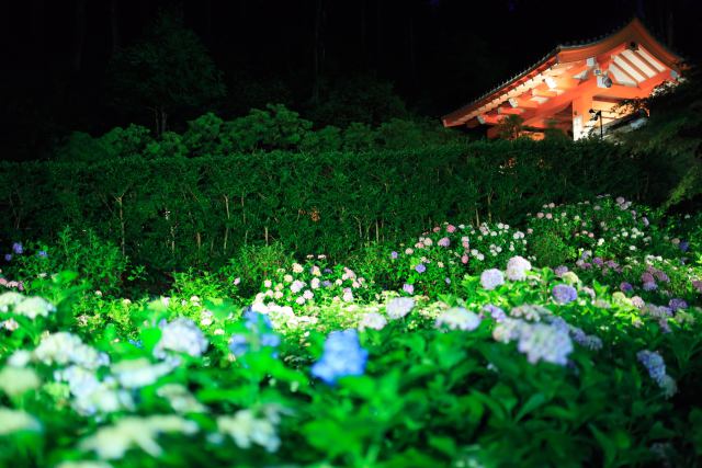 三室戸寺・紫陽花ライトアップ