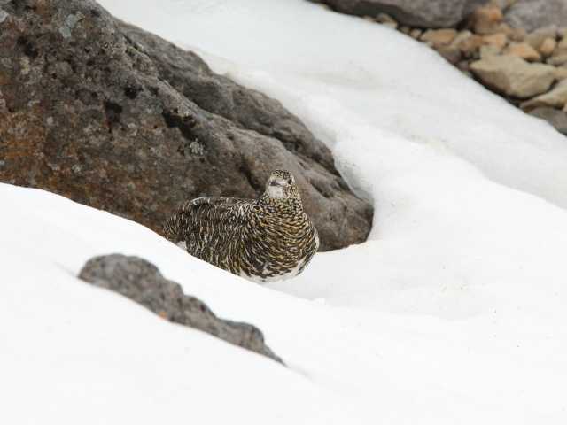 摩利支天の雌雷鳥3