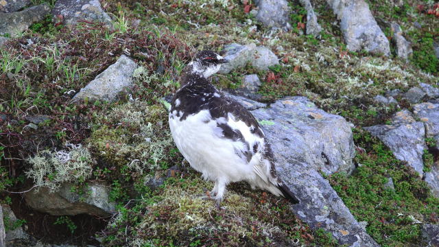 爺ヶ岳の雄雷鳥