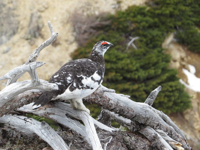 燕岳の雄雷鳥