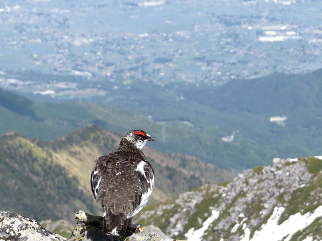 常念岳の雄雷鳥2