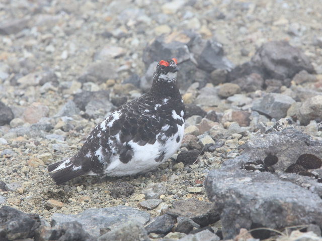 飛騨頂上の雄雷鳥