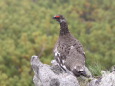 白馬乗鞍岳の雄雷鳥