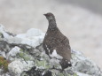 三国境の雄雷鳥