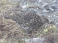 白馬岳の雌雷鳥