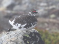 白馬岳の雄雷鳥