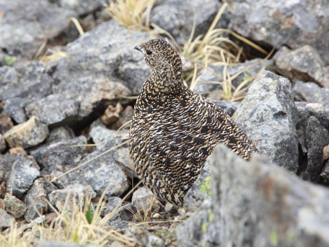 白馬岳の雌雷鳥2