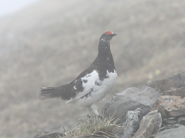 白馬岳の雄雷鳥2