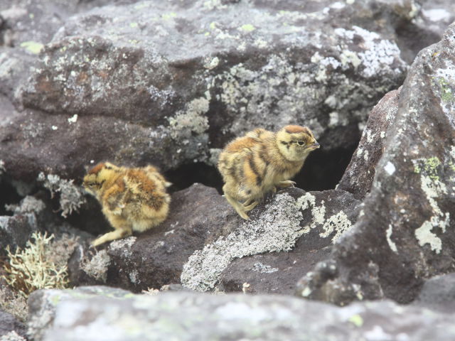 継子岳のチビ雷鳥2