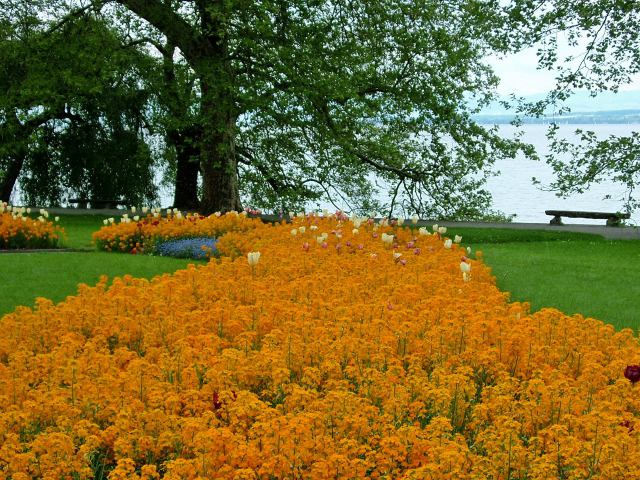 湖畔の花壇