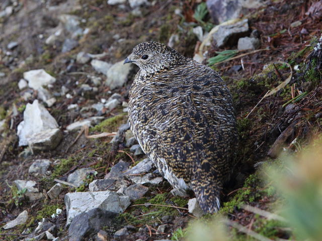 白馬岳の雌雷鳥4