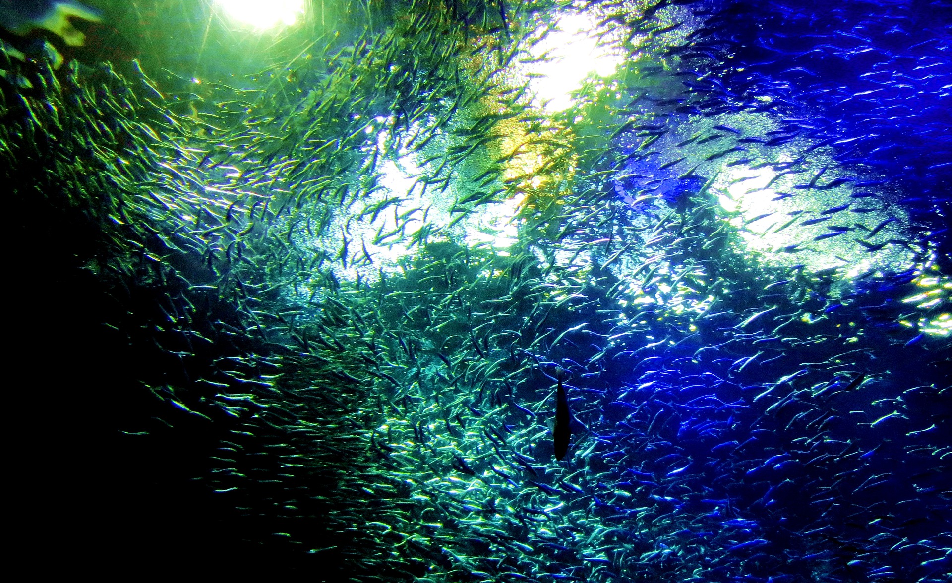 魚 水生生物 魚群 壁紙19x1176 壁紙館