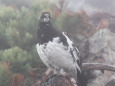 船越ノ頭の雄雷鳥2