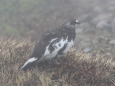 雷鳥坂の雄雷鳥