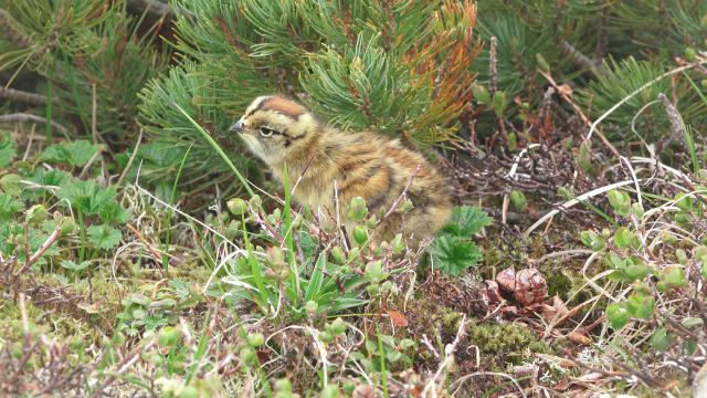 継子岳のチビ雷鳥5