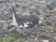 雷鳥坂の雄雷鳥2