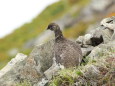 爺ヶ岳の雄雷鳥