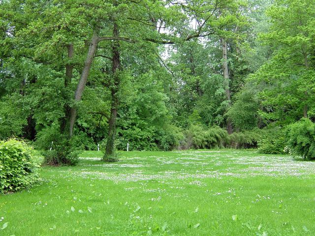 新緑の公園