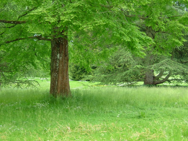 新緑の公園 2