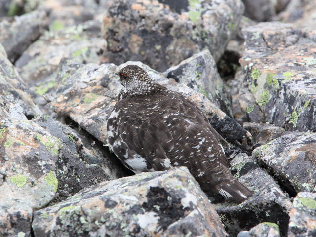 鹿島槍ヶ岳の雄雷鳥2