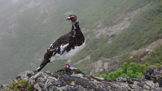 仙丈ヶ岳の雄雷鳥