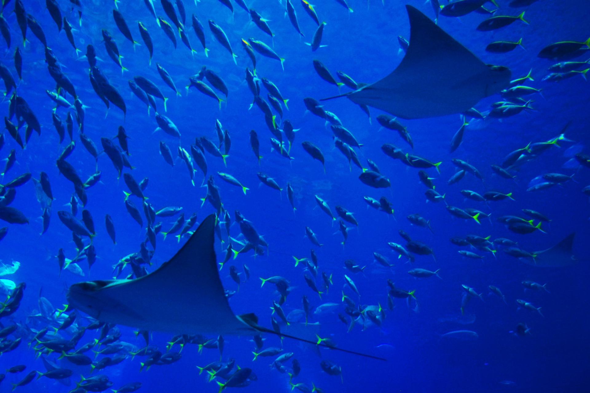 魚 水生生物 美ら海水族館のマンタ 壁紙19x1280 壁紙館