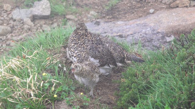 叫ぶチビ雷鳥