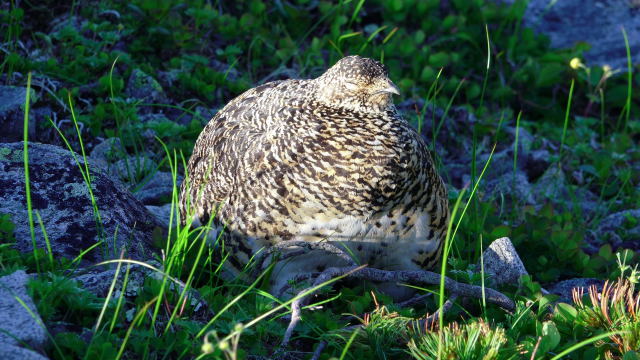 東天井岳のママ雷鳥