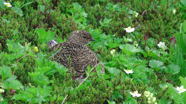 小蓮華山のママ雷鳥