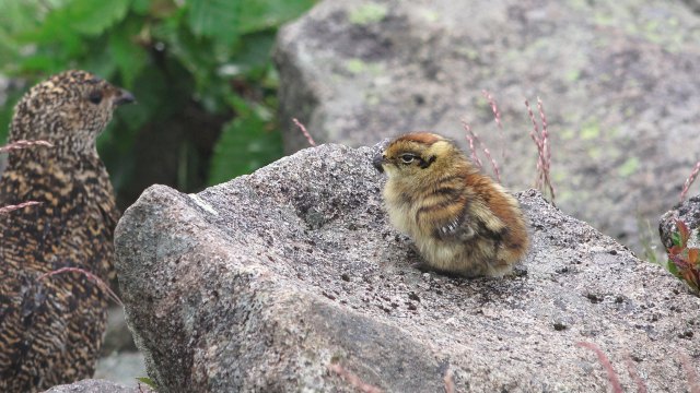 小蓮華山のチビ雷鳥