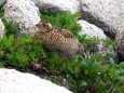 野口五郎岳のチビ雷鳥