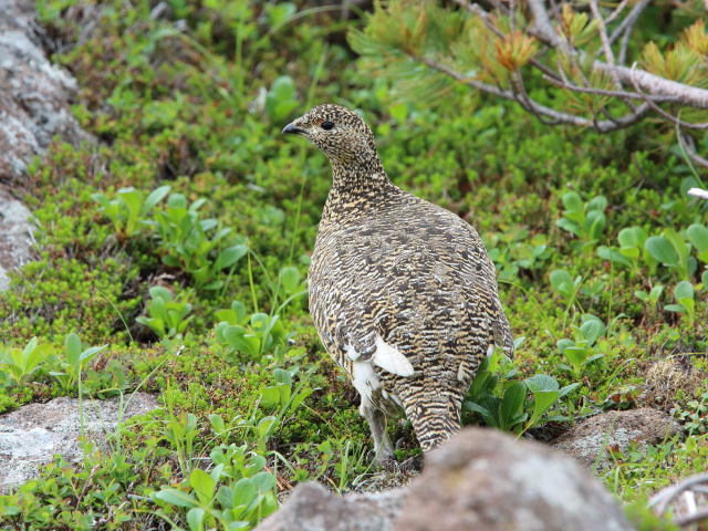 白馬乗鞍岳の雌雷鳥