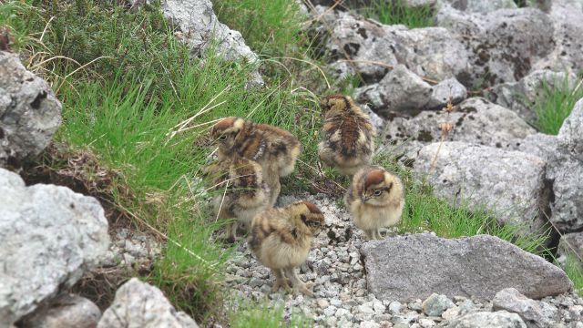 南岳のチビ雷鳥達