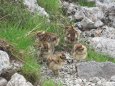 南岳のチビ雷鳥達