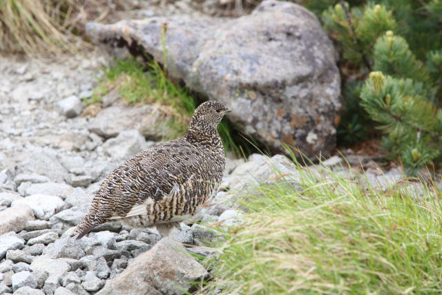 大喰岳の雌雷鳥