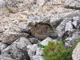 野口五郎岳のチビ雷鳥2